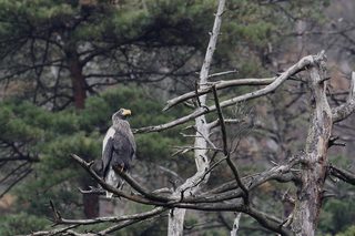 Clickで拡大表示