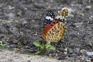 Clickで拡大表示