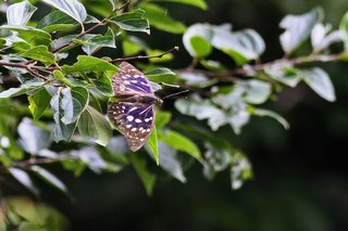 Clickで拡大表示