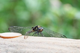 Clickで拡大表示