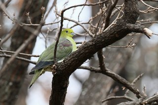 Clickで拡大表示