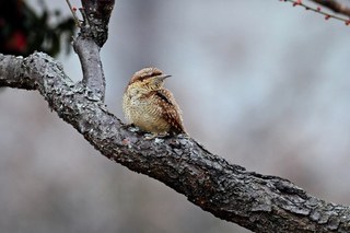 Clickで拡大表示