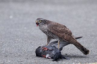 Clickで拡大表示