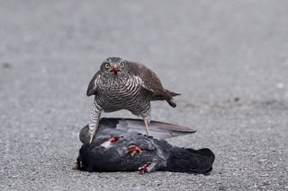 Clickで拡大表示
