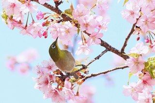 Clickで拡大表示