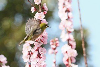 Clickで拡大表示