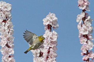 Clickで拡大表示