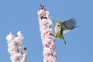 Clickで拡大表示