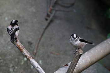 Clickで拡大表示