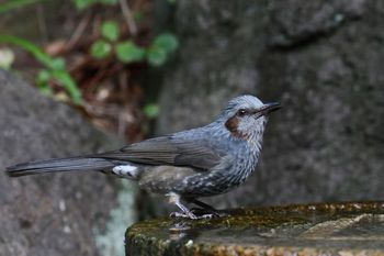 Clickで拡大表示