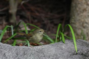Clickで拡大表示