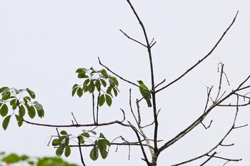 Clickで拡大表示