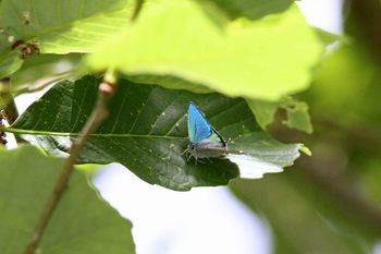 Clickで拡大表示