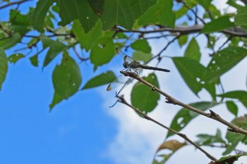 Clickで拡大表示
