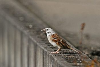 Clickで拡大表示
