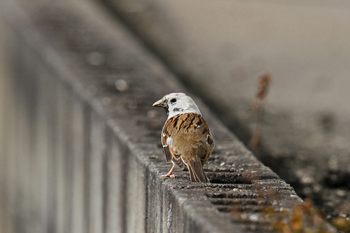 Clickで拡大表示