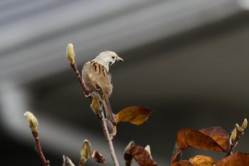Clickで拡大表示