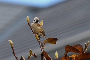 Clickで拡大表示
