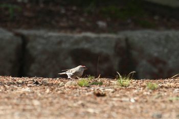 Clickで拡大表示