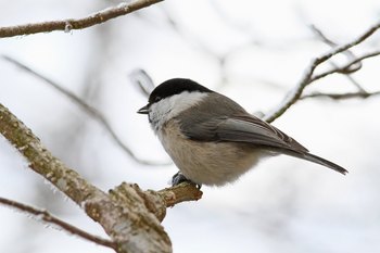 Clickで拡大表示