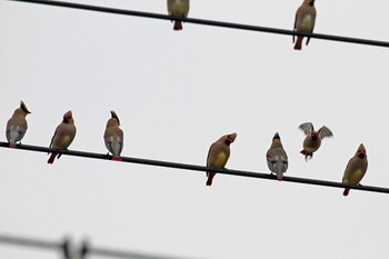Clickで拡大表示