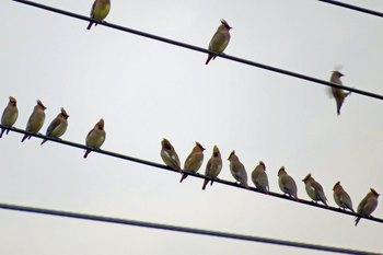 Clickで拡大表示
