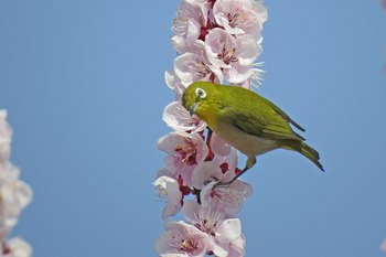 Clickで拡大表示