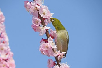 Clickで拡大表示