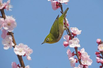 Clickで拡大表示
