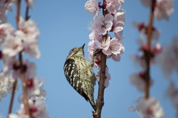 Clickで拡大表示
