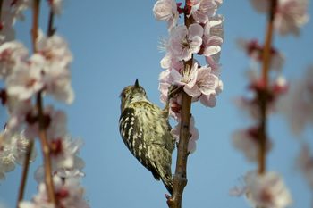Clickで拡大表示