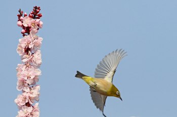 Clickで拡大表示