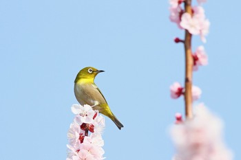 Clickで拡大表示