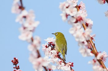 Clickで拡大表示