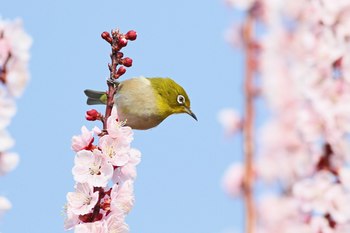 Clickで拡大表示