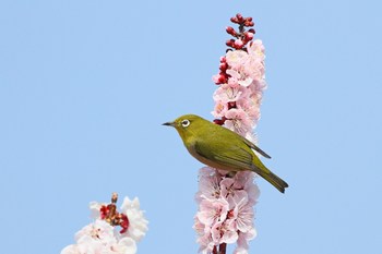 Clickで拡大表示