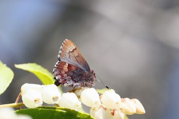 Clickで拡大表示